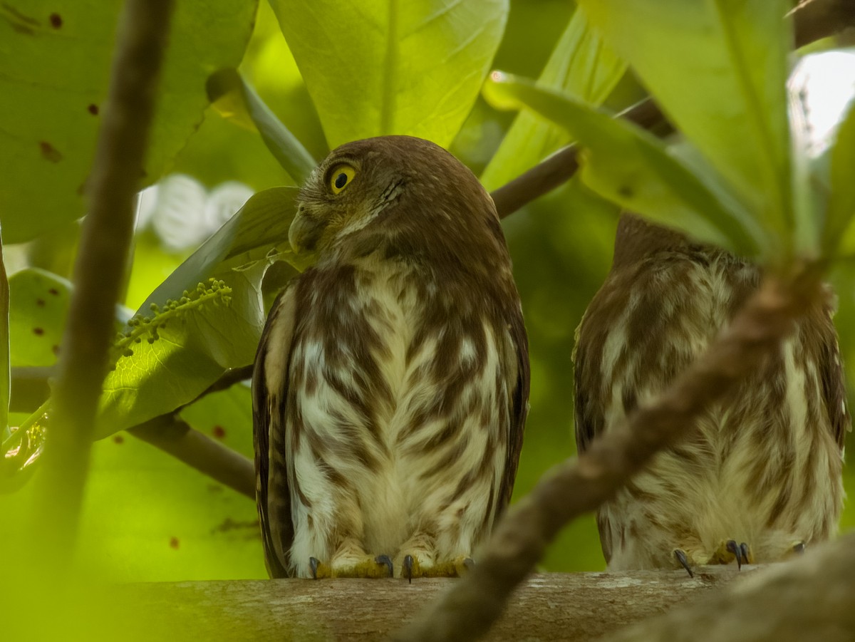 Ferruginous Pygmy-Owl - Imogen Warren