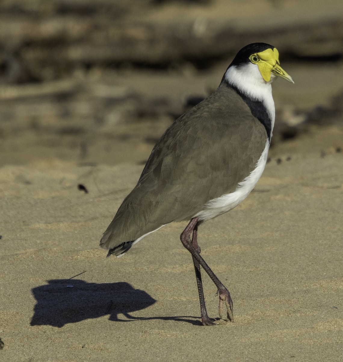 Masked Lapwing - ML619606382