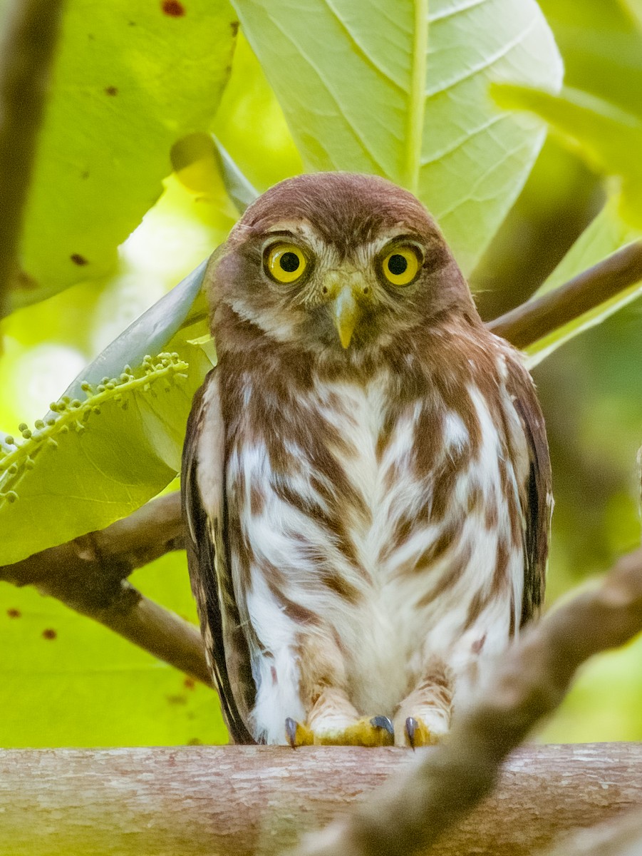 Ferruginous Pygmy-Owl - Imogen Warren