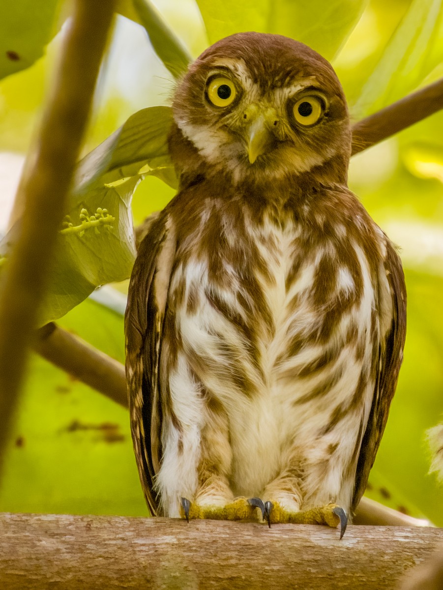 Ferruginous Pygmy-Owl - Imogen Warren