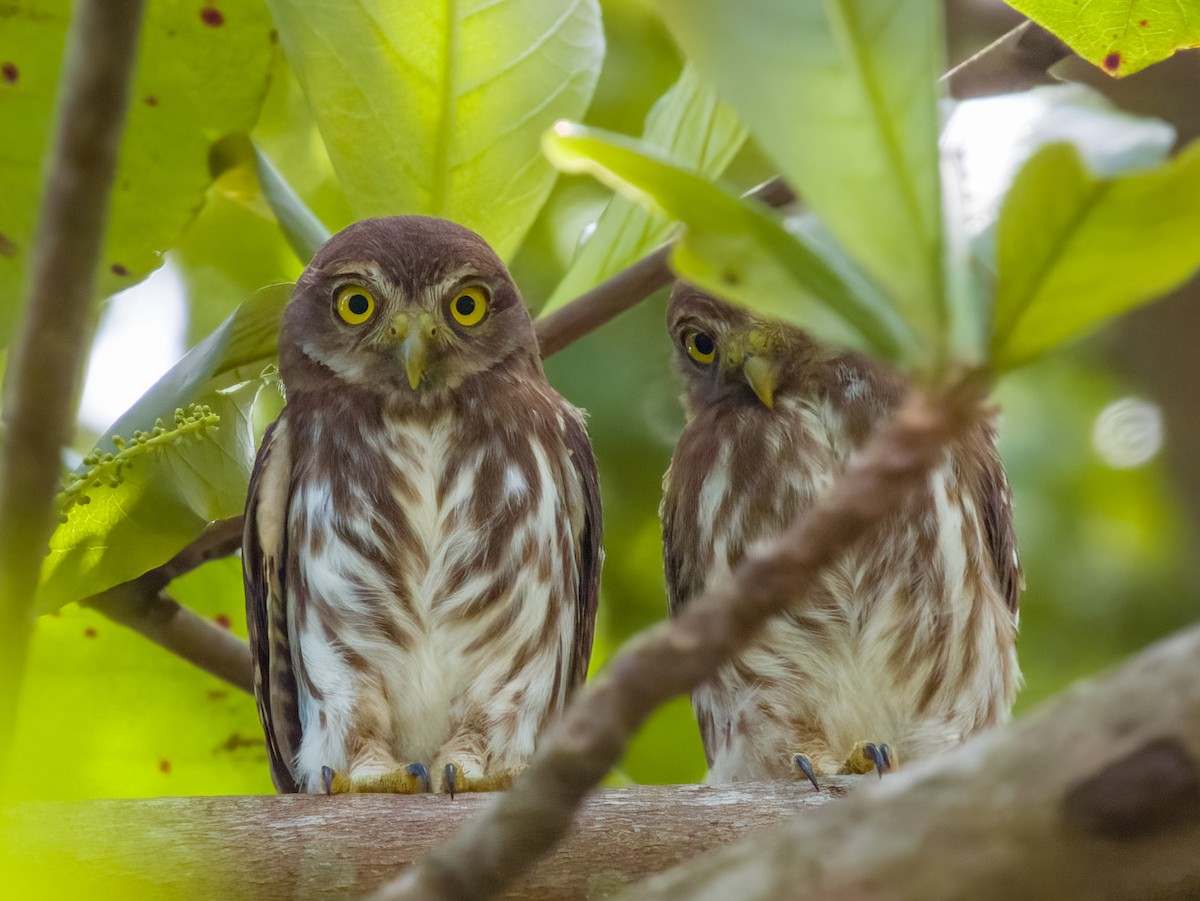 Ferruginous Pygmy-Owl - Imogen Warren