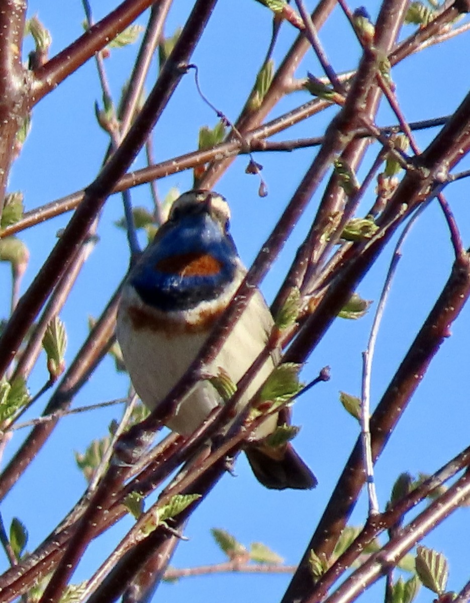 Bluethroat (Red-spotted) - Suzanne Roberts