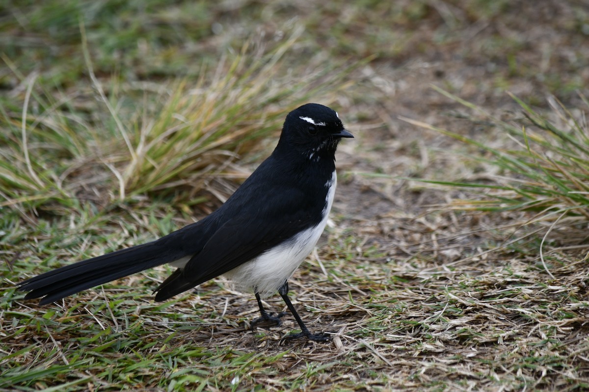 Willie-wagtail - Neil Roche-Kelly