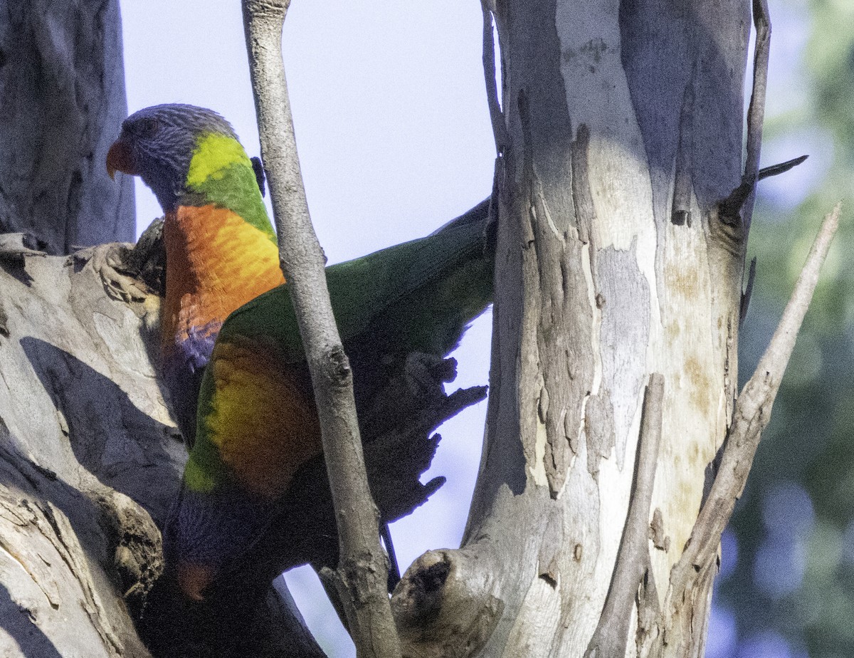 Rainbow Lorikeet - John Brown