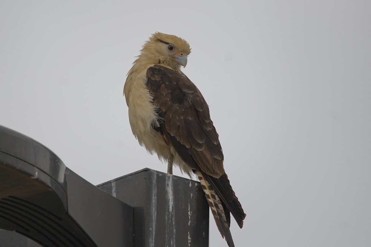 Yellow-headed Caracara - Melissa Petullo