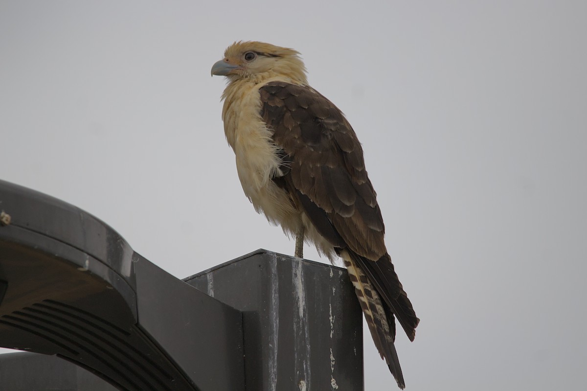 Yellow-headed Caracara - Melissa Petullo