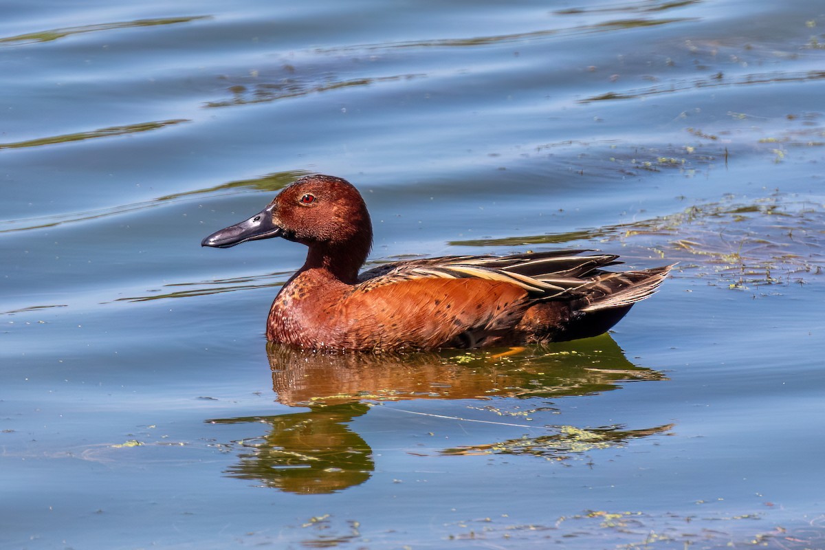 Cinnamon Teal - Joshua Stacy