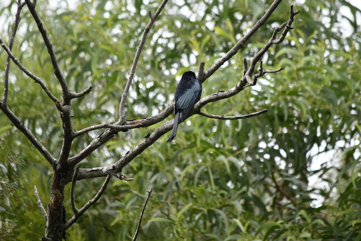 Spangled Drongo - ML619606411