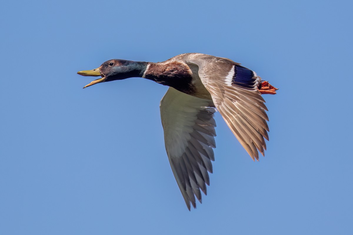 Mallard - ML619606412