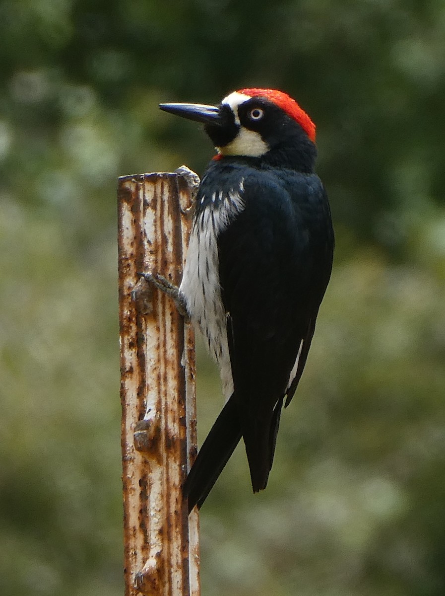 Acorn Woodpecker - Anonymous