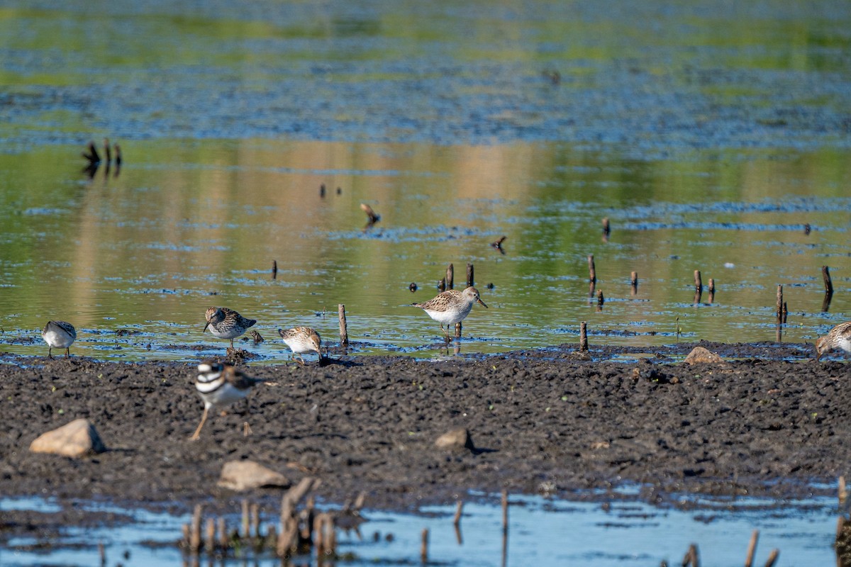 White-rumped Sandpiper - Dori Eldridge