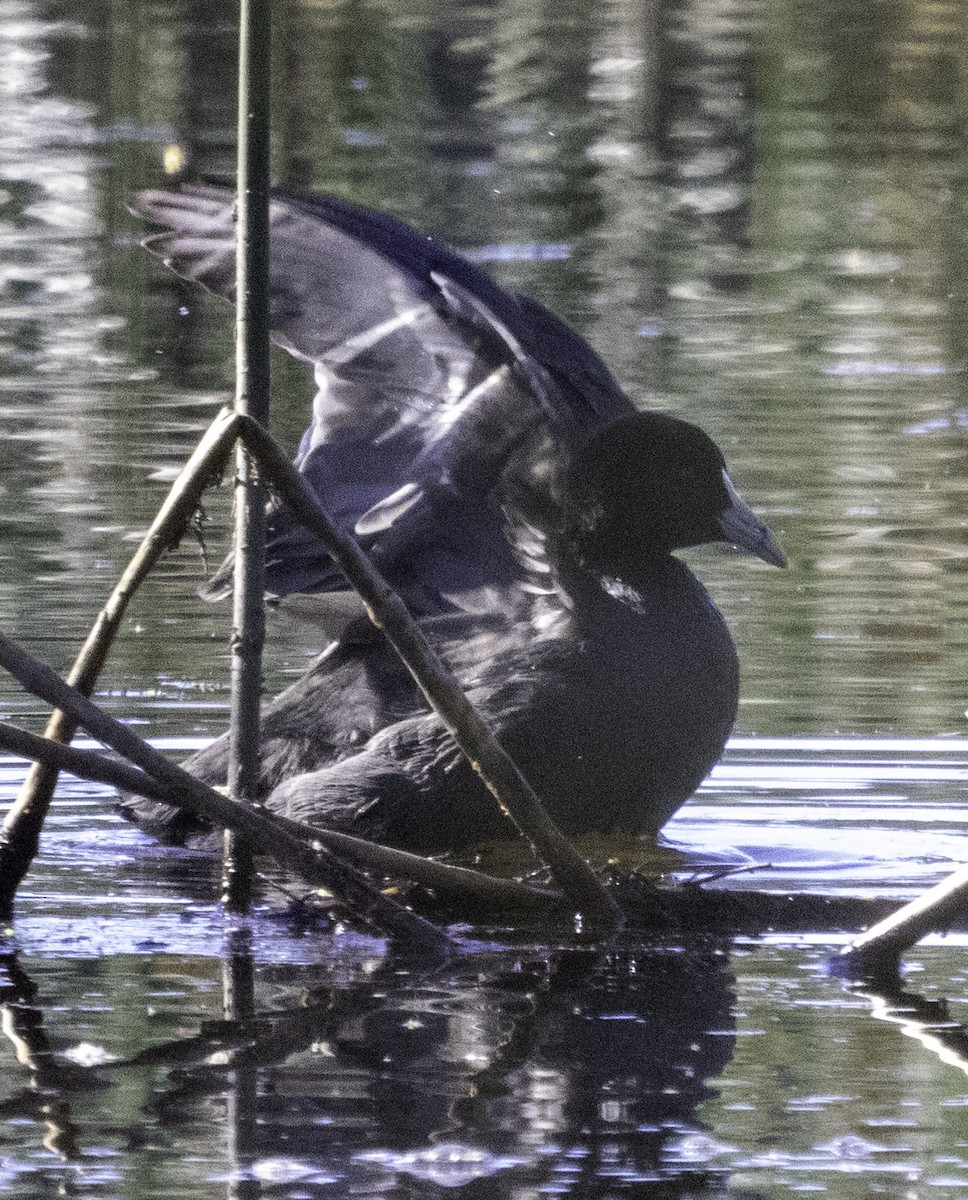 Eurasian Coot - John Brown