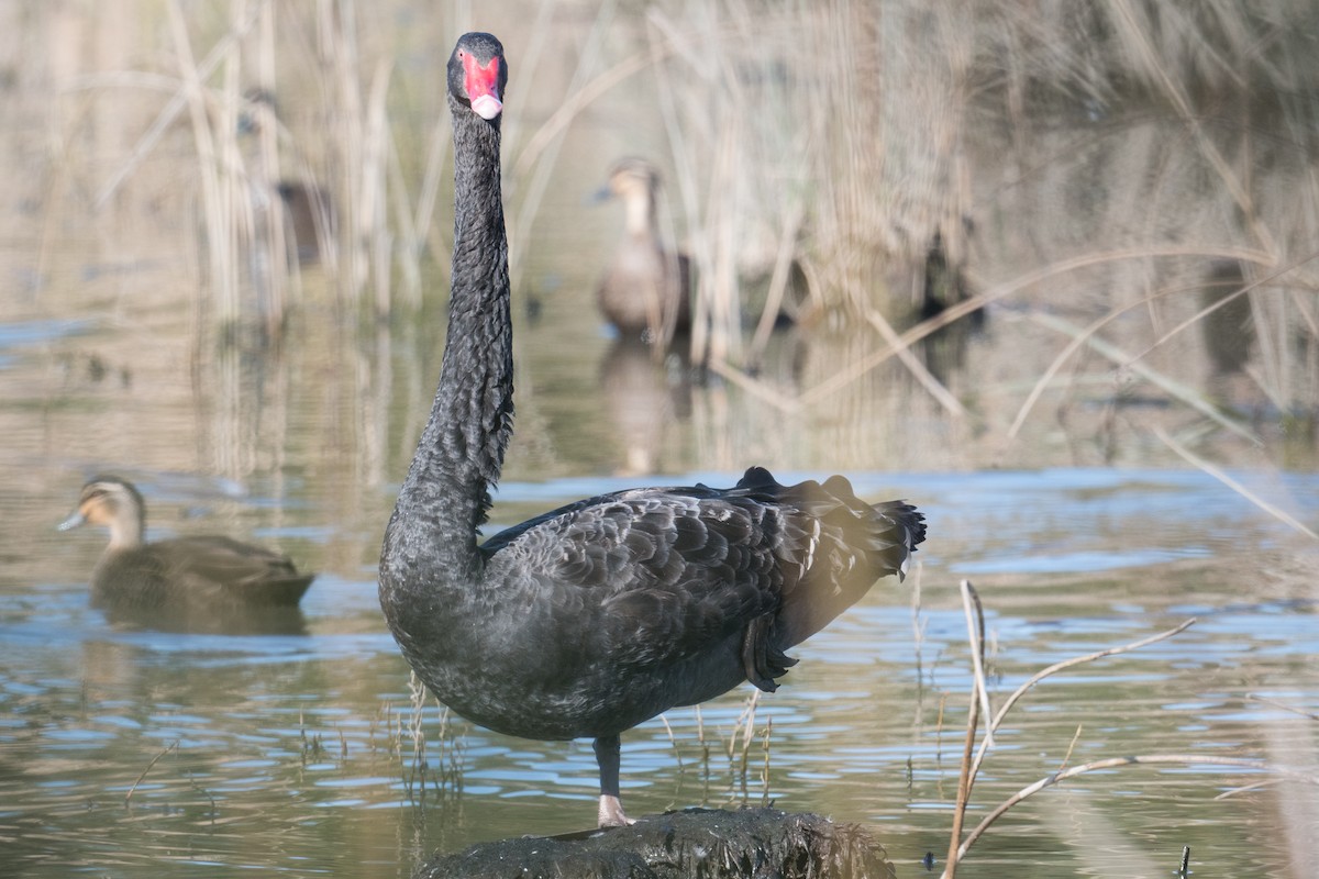 Black Swan - John Daniels