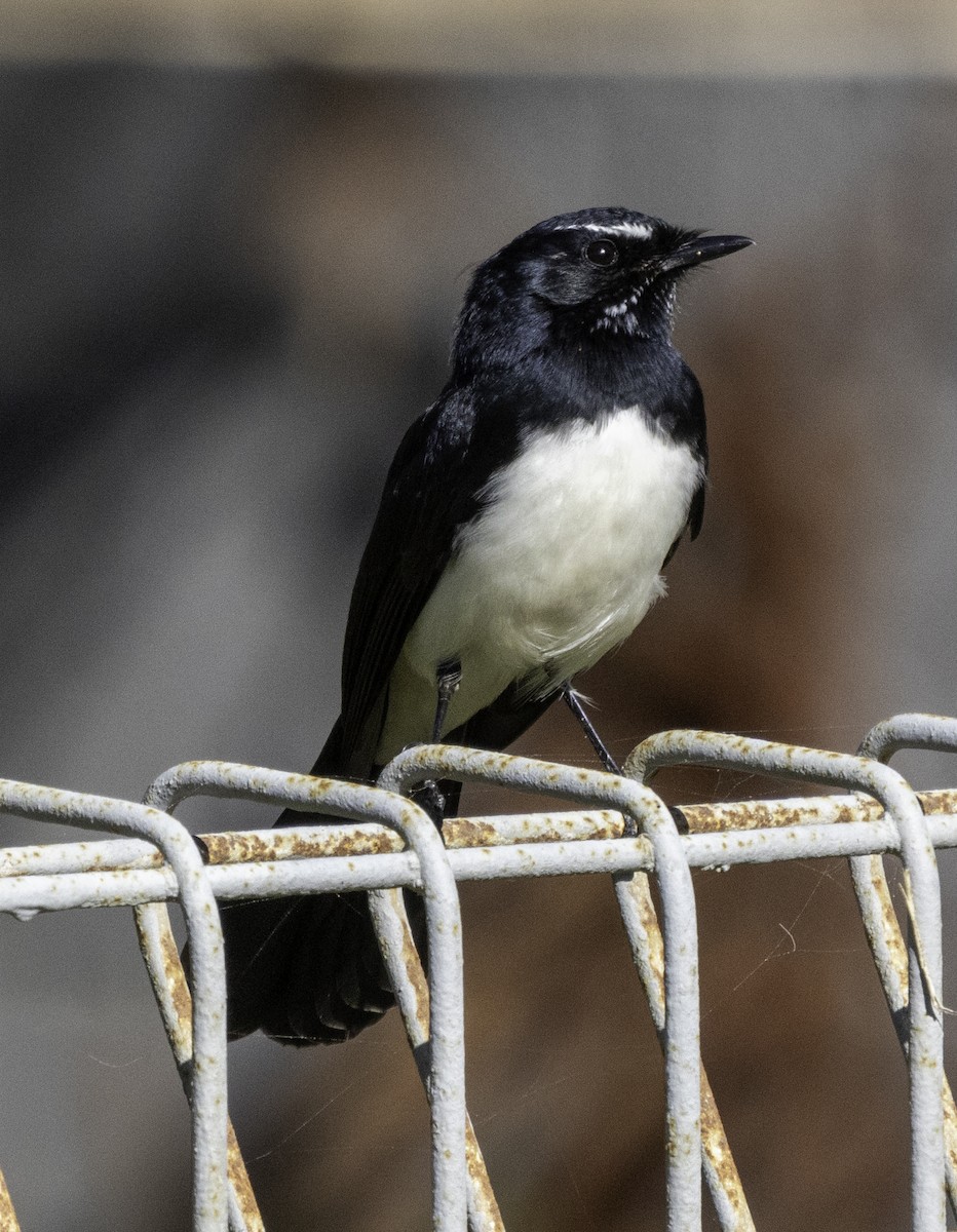 Willie-wagtail - John Brown