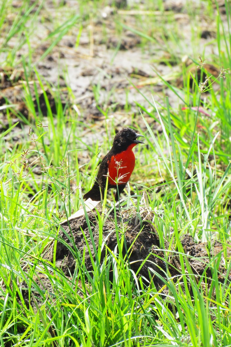 Red-breasted Meadowlark - Aneth Pérez