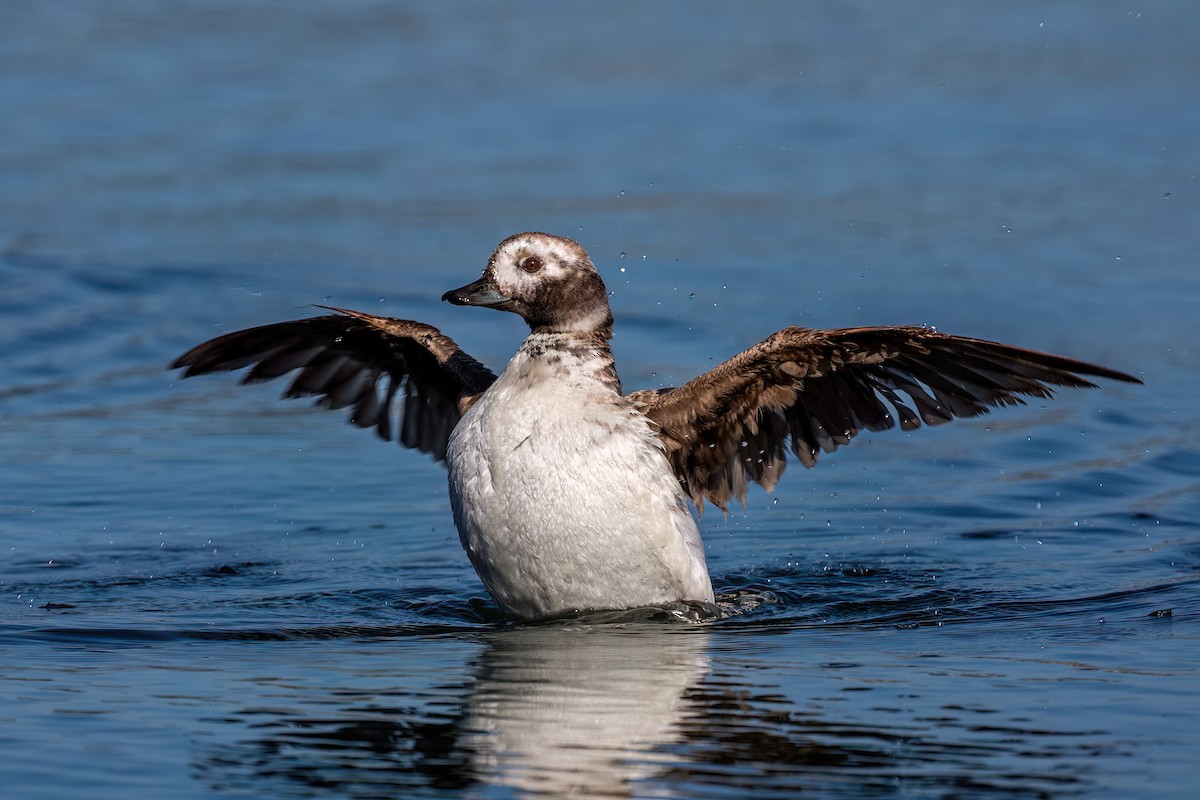 Long-tailed Duck - Joshua Stacy