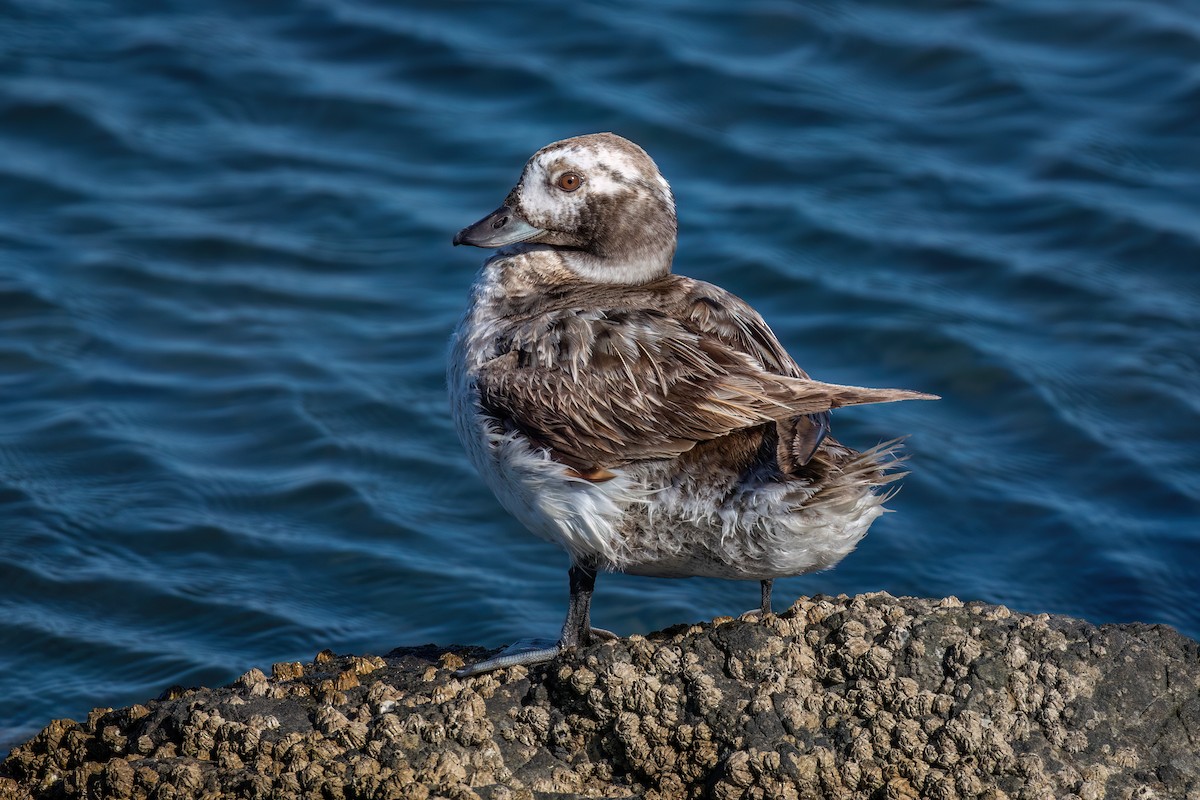 Long-tailed Duck - Joshua Stacy