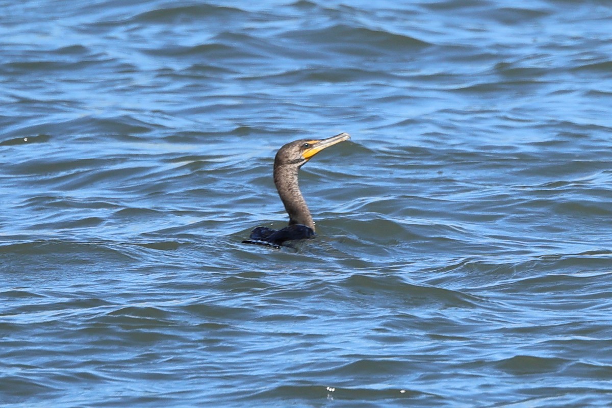 Double-crested Cormorant - Darcy Pinotti