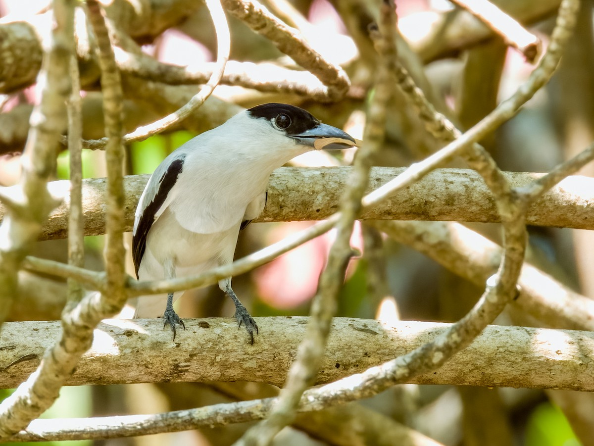 Black-crowned Tityra - Imogen Warren