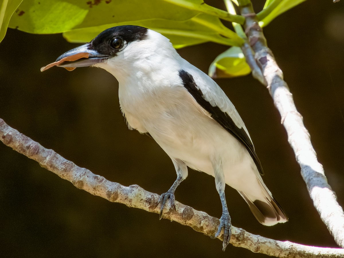 Black-crowned Tityra - Imogen Warren