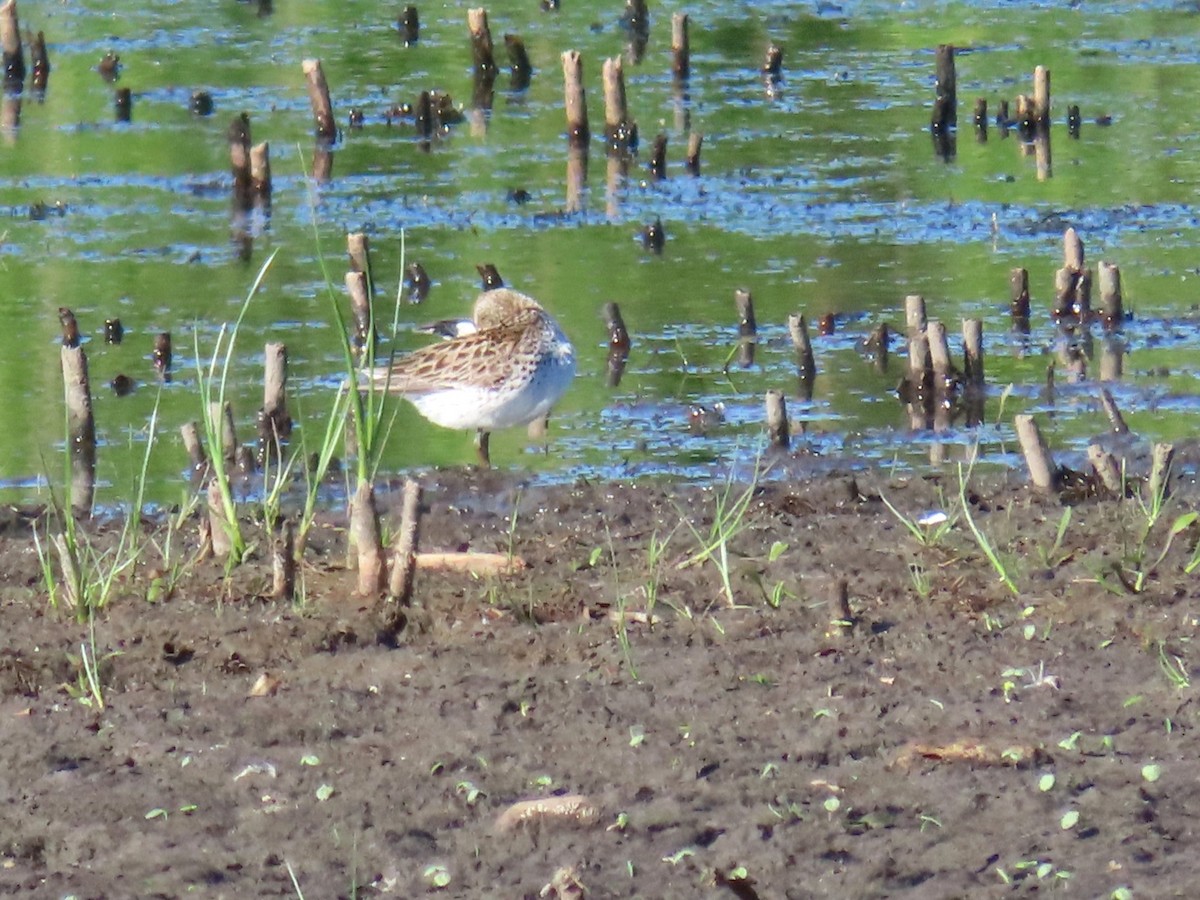 White-rumped Sandpiper - ML619606452