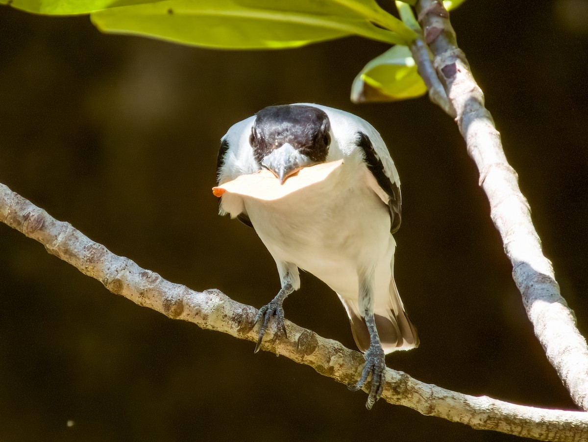 Black-crowned Tityra - Imogen Warren