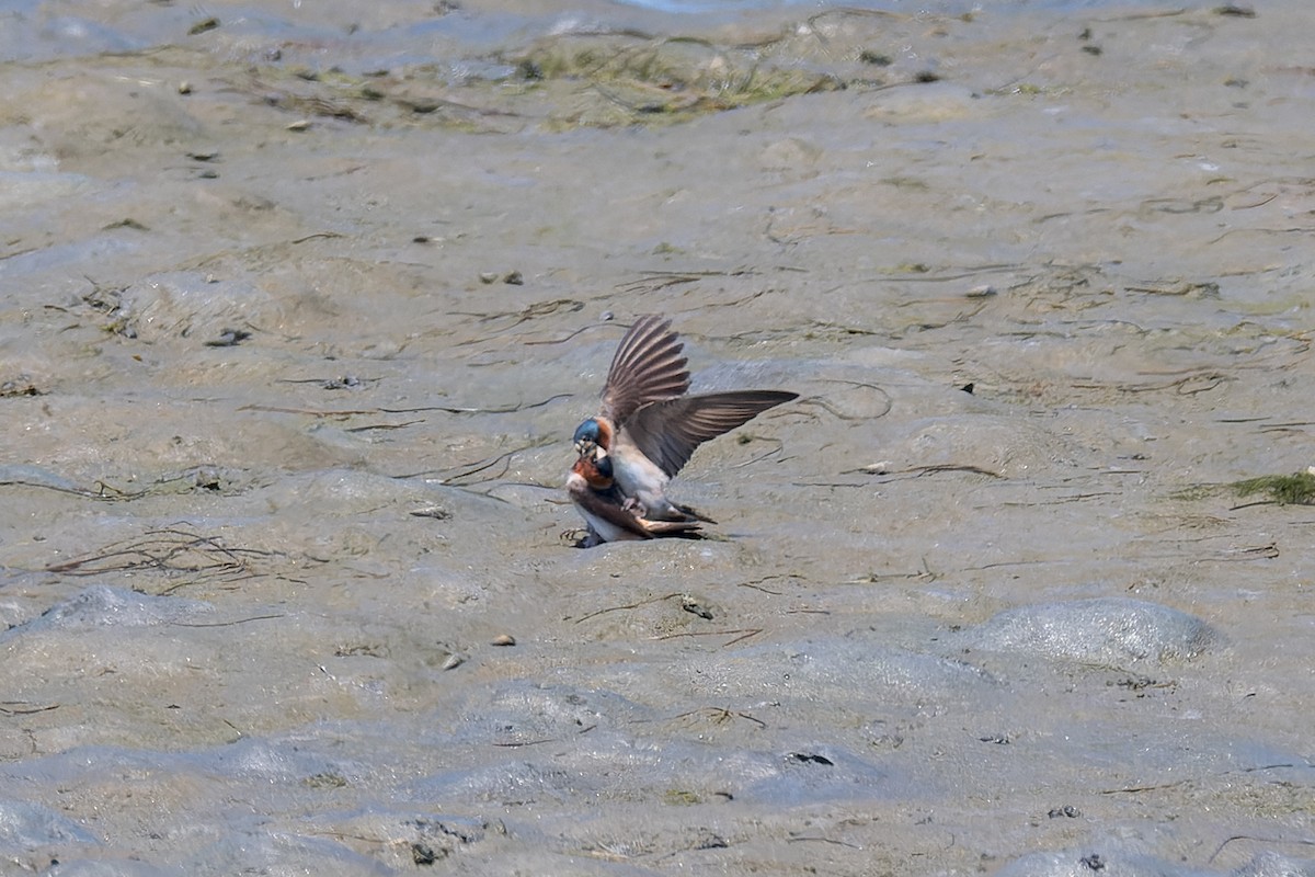 Cliff Swallow - Ruslan Balagansky