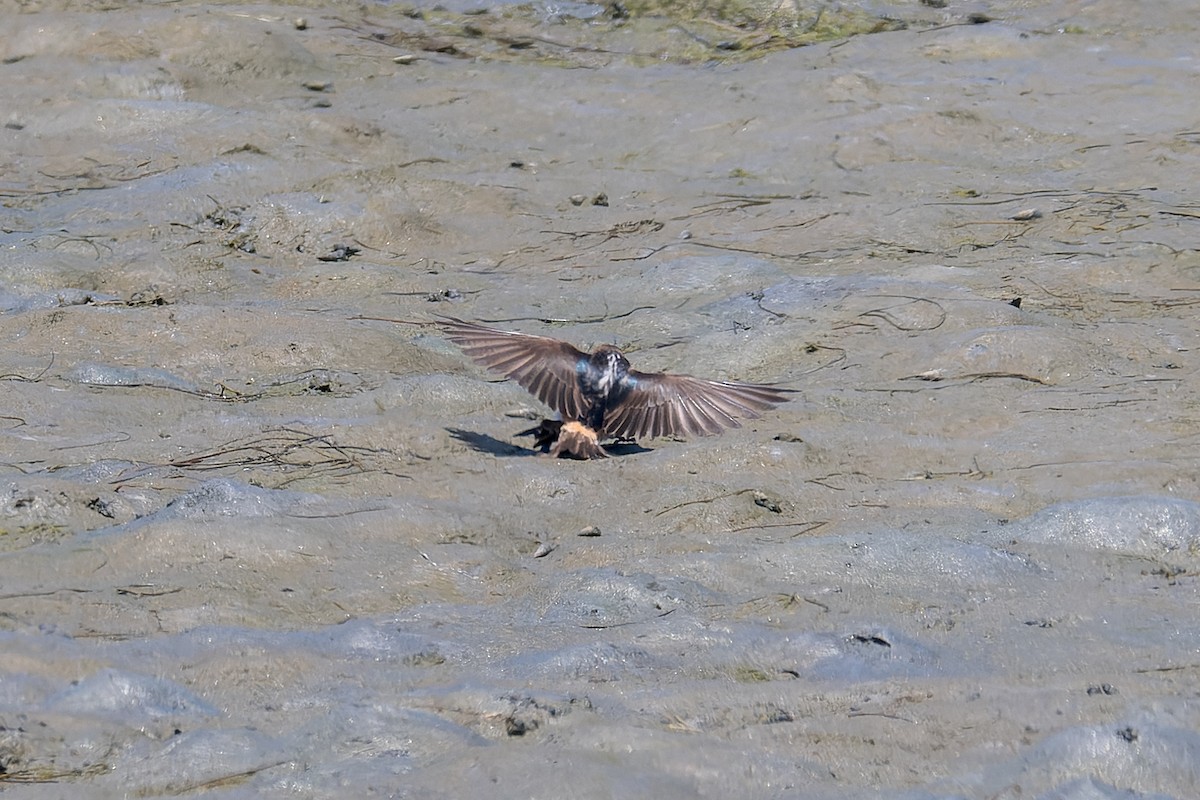 Cliff Swallow - Ruslan Balagansky