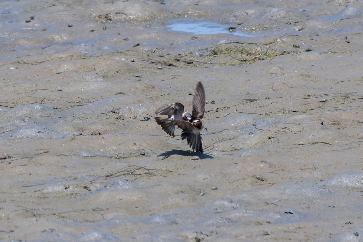 Cliff Swallow - Ruslan Balagansky