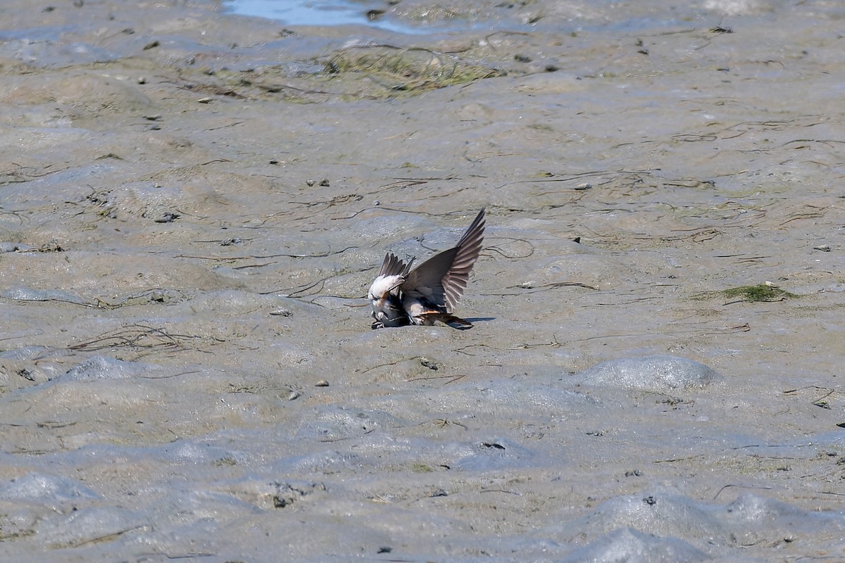 Cliff Swallow - Ruslan Balagansky