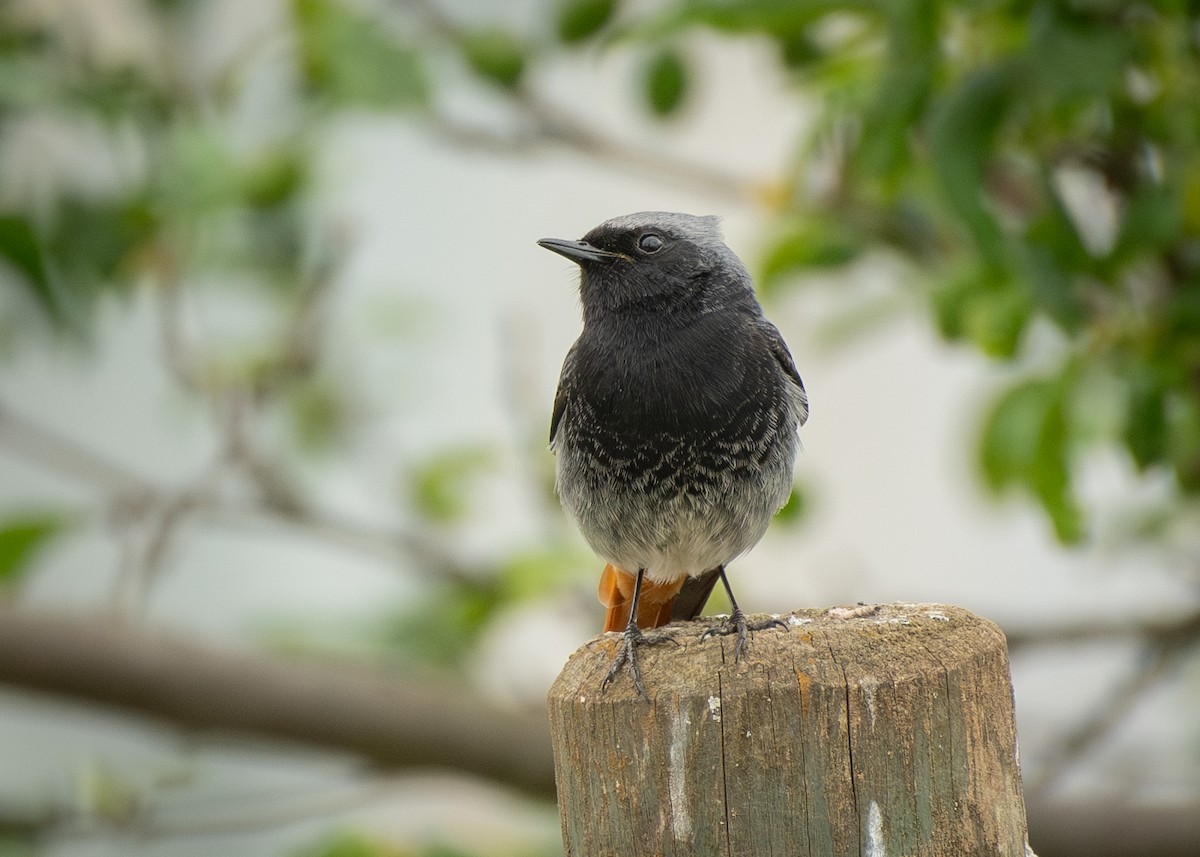 Common Redstart - Filipe Leitão