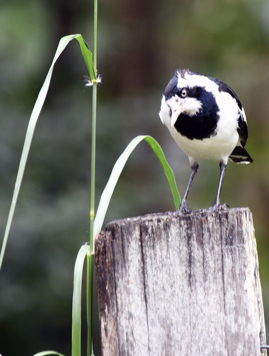 Magpie-lark - Neil Roche-Kelly