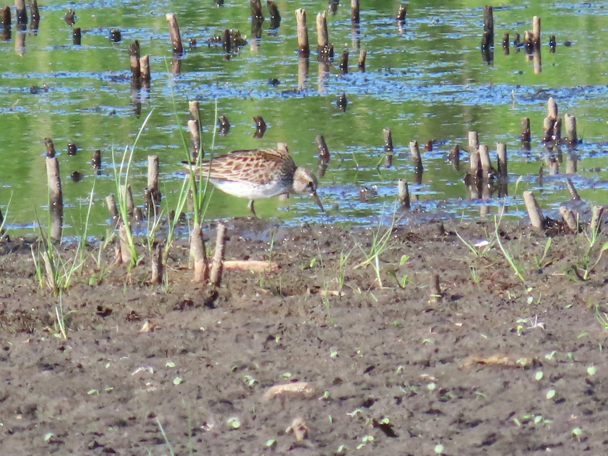 White-rumped Sandpiper - Davida Kalina