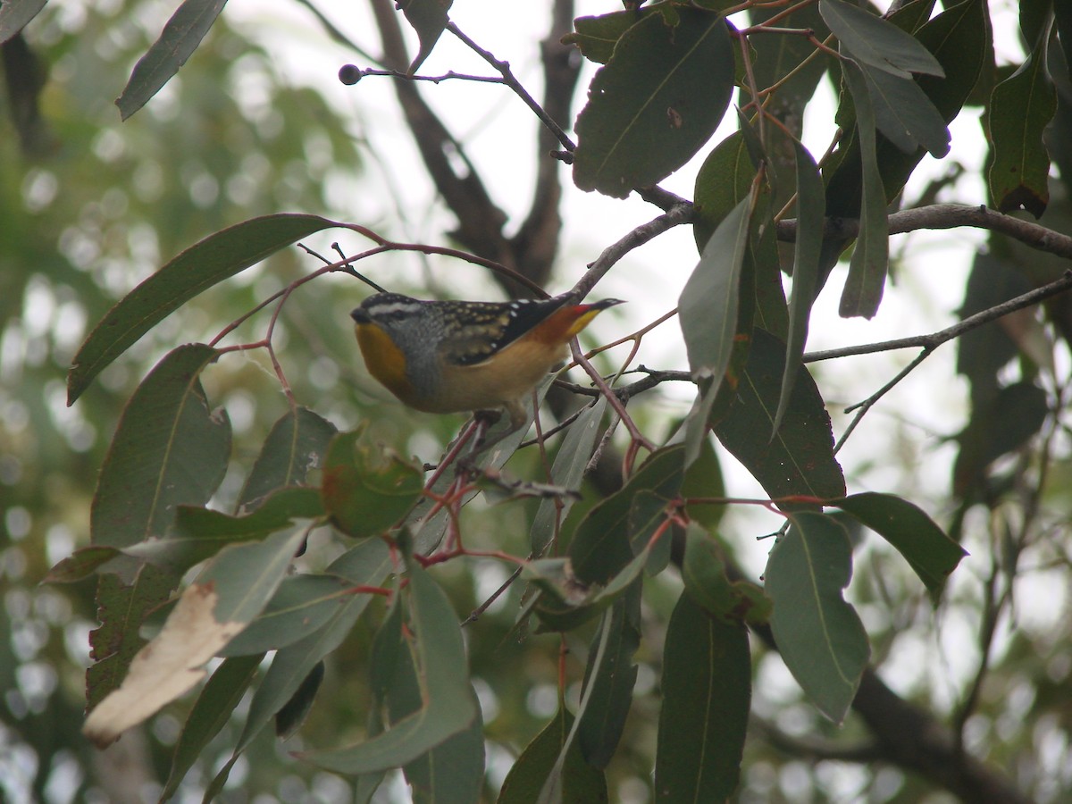 Spotted Pardalote - Andrew Bishop