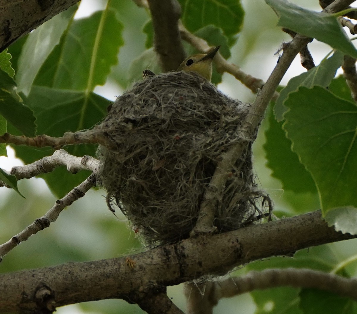 Yellow Warbler - ML619606492