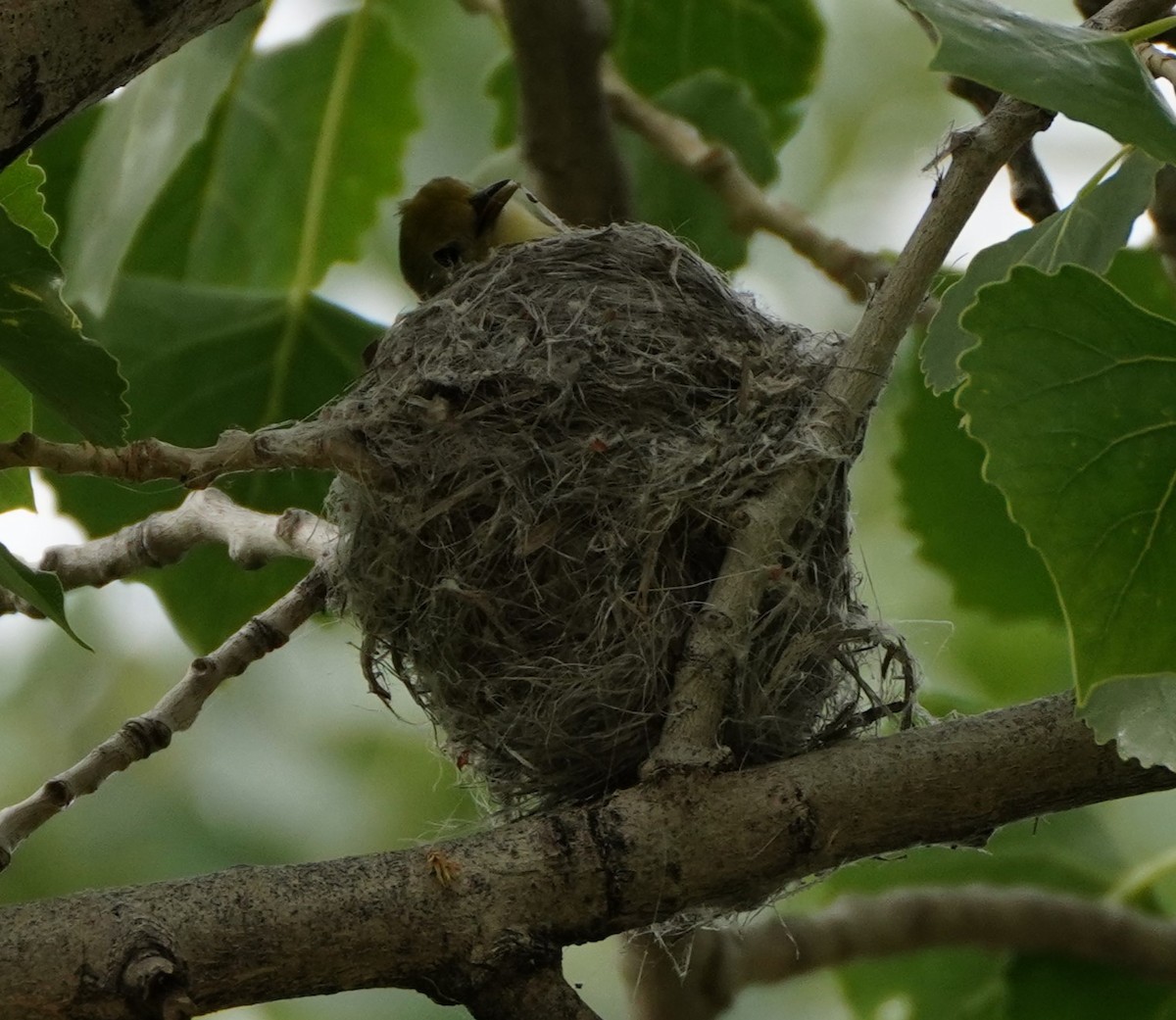 Yellow Warbler - ML619606493