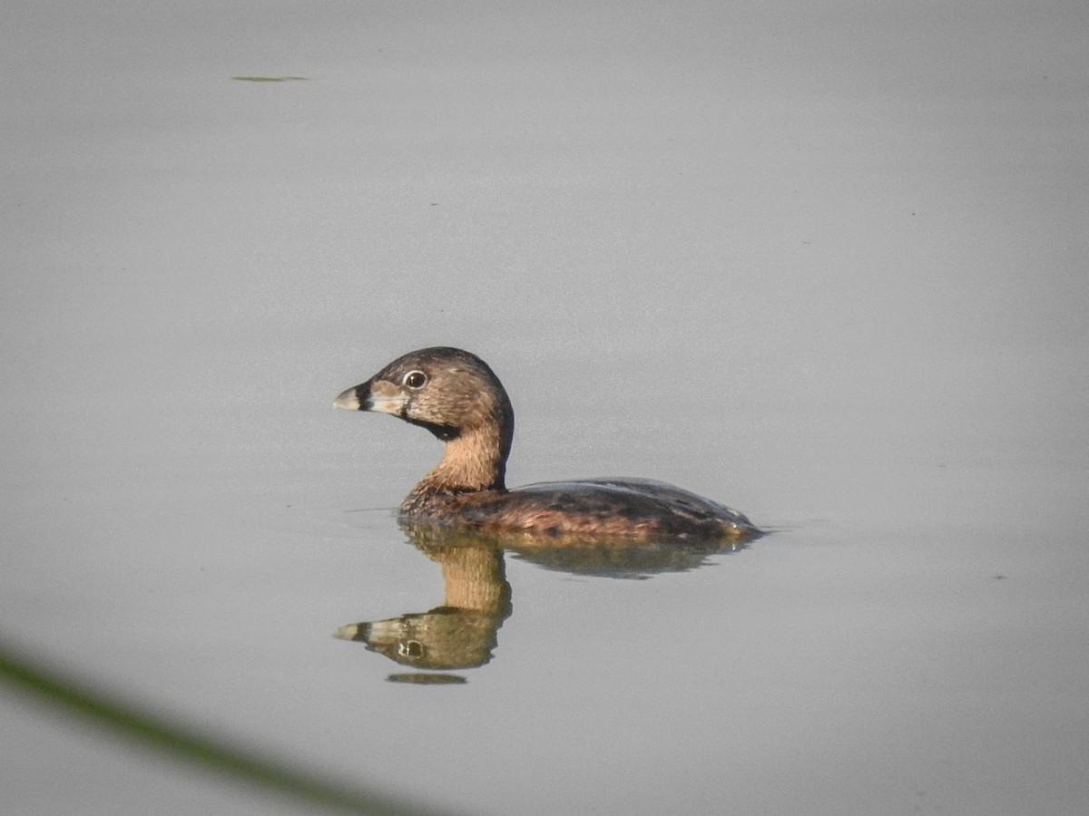 Pied-billed Grebe - Sergio Castañeda Ramos