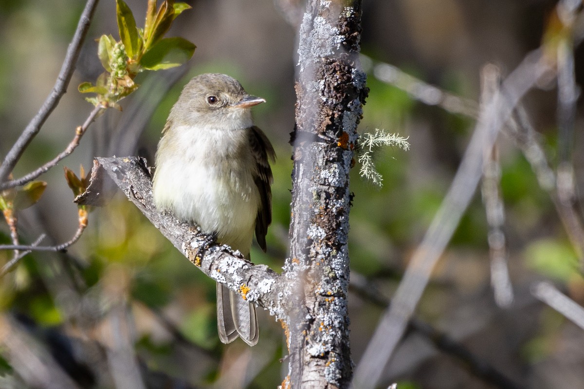 Willow Flycatcher - D Gamelin