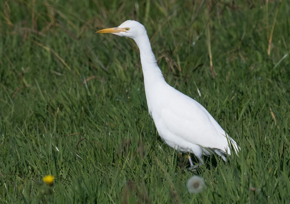 Eastern Cattle Egret - ML619606501