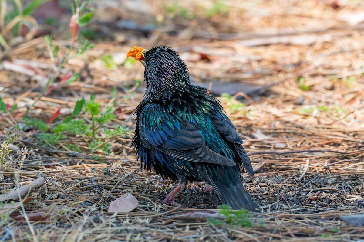 European Starling - Ruslan Balagansky