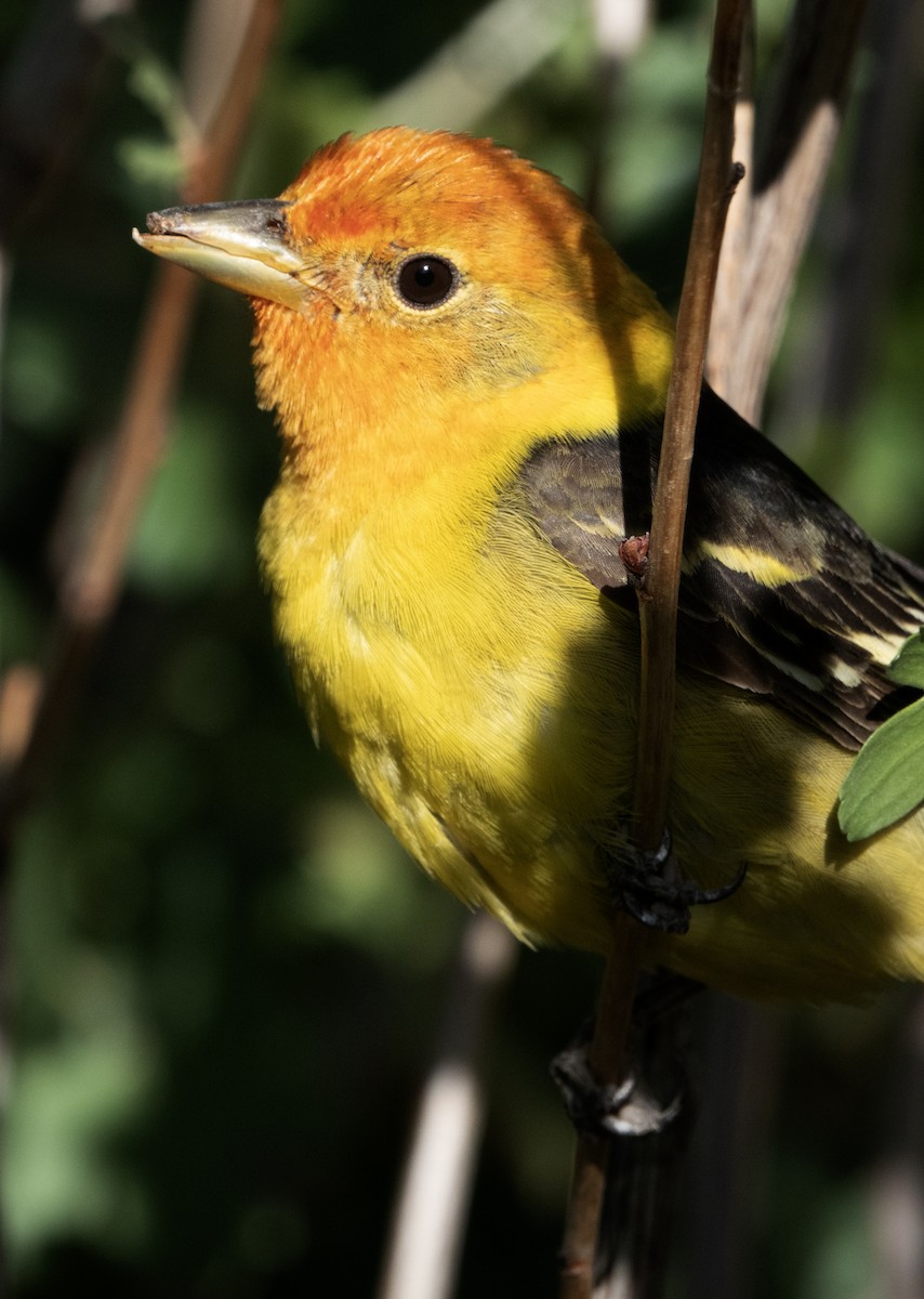 Western Tanager - Michael Greer