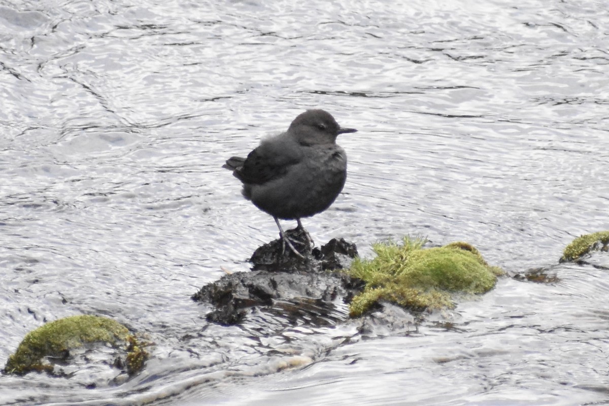 American Dipper - Grace Barthelmess