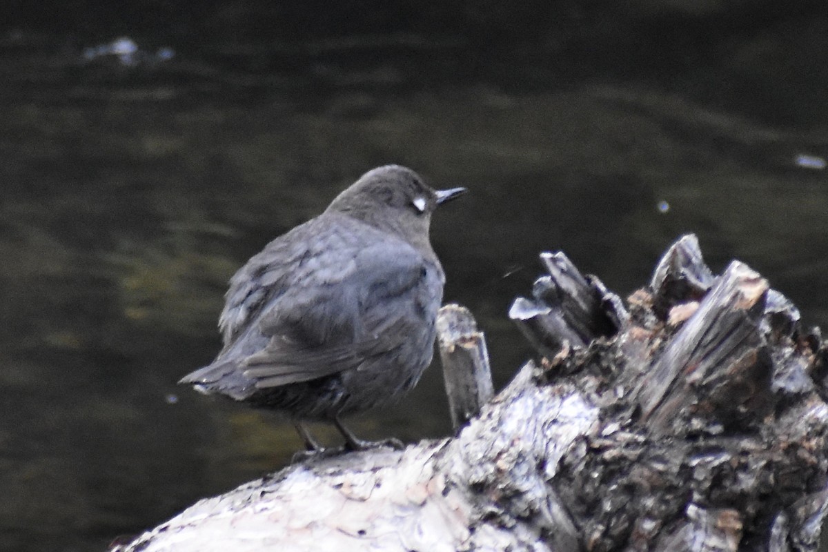 American Dipper - Grace Barthelmess