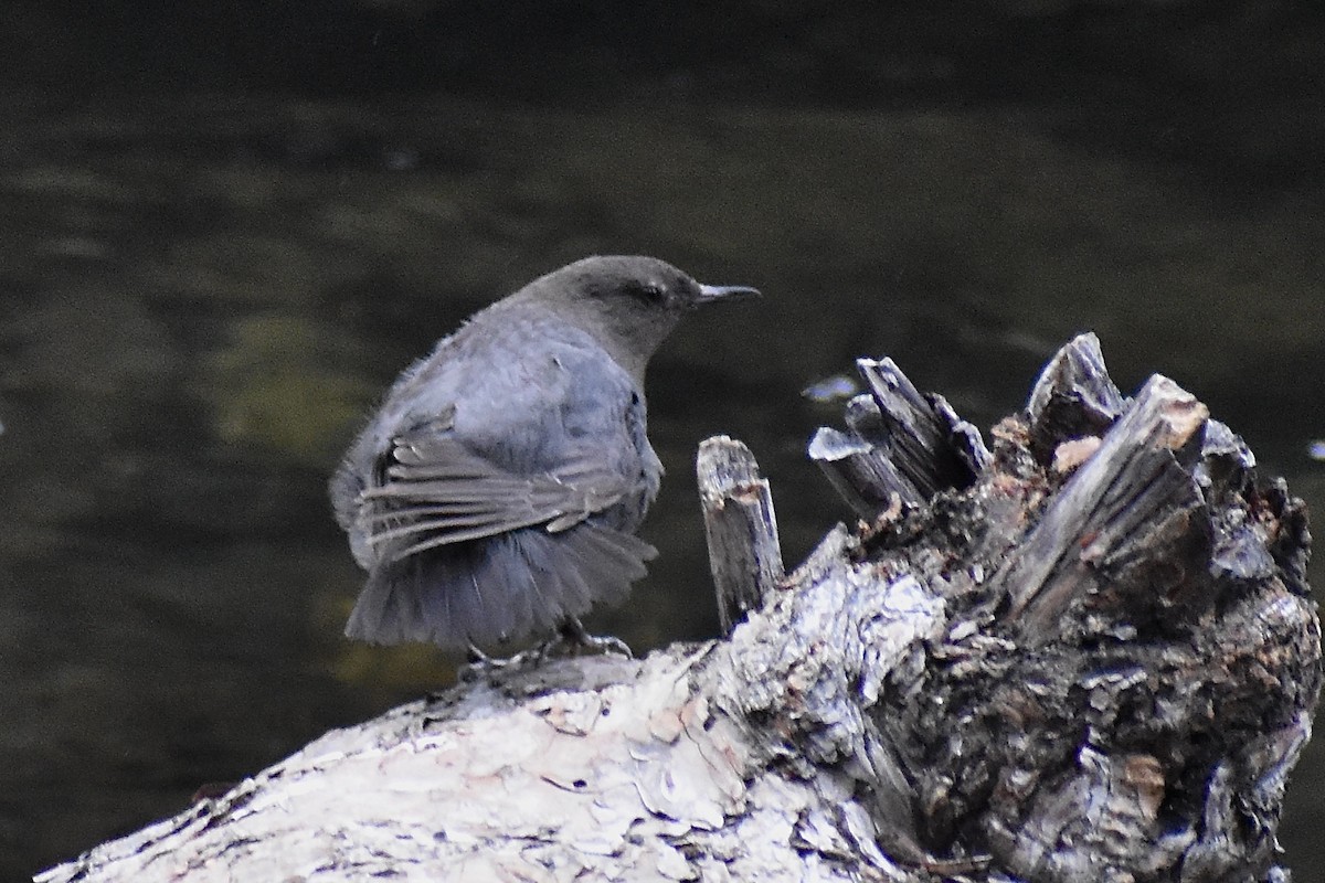 American Dipper - Grace Barthelmess