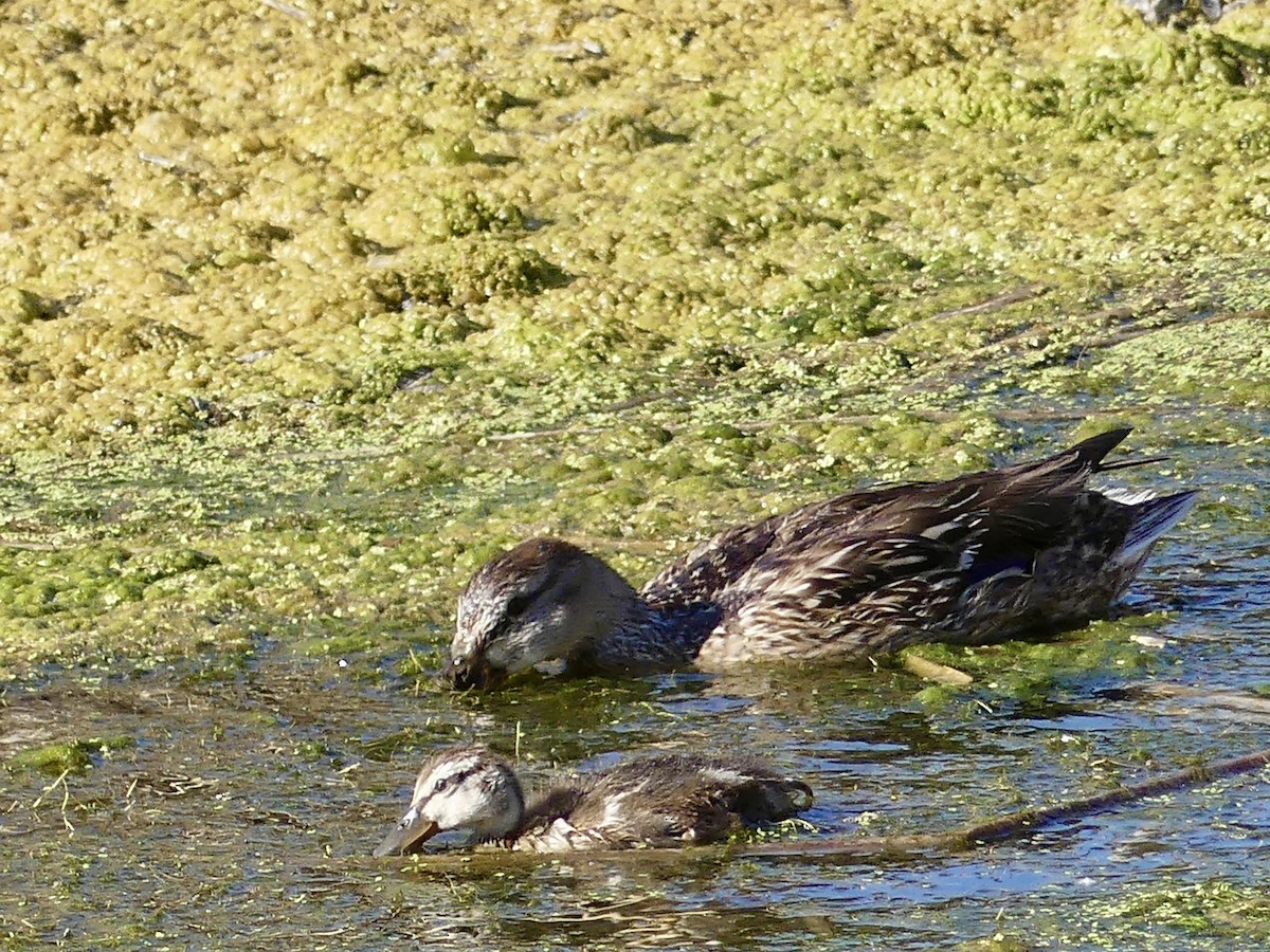 Mallard - Dennis Wolter