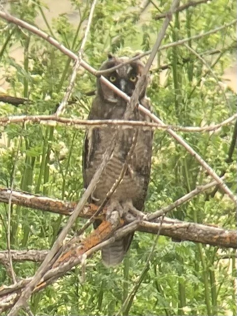 Long-eared Owl - Erica Harris