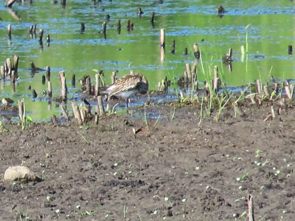 White-rumped Sandpiper - Davida Kalina