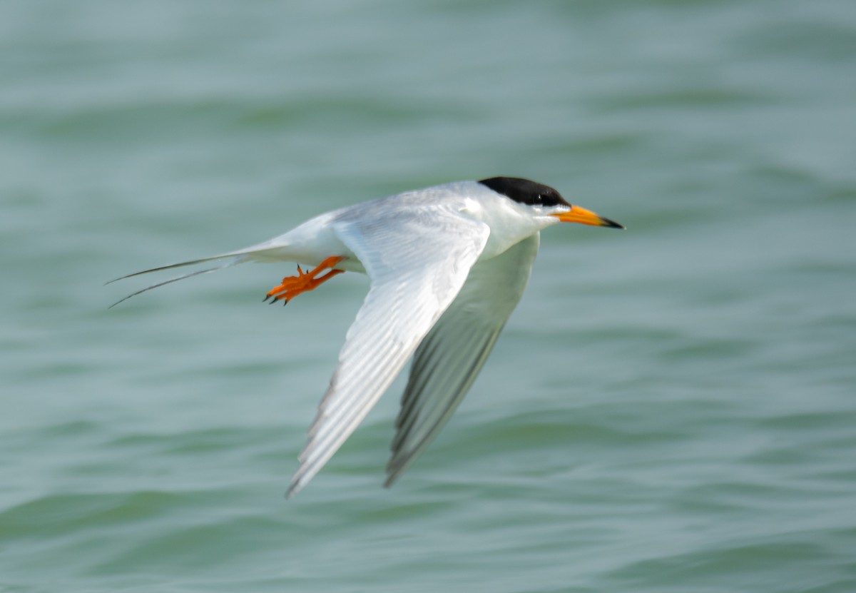Forster's Tern - Leonardo Guzmán (Kingfisher Birdwatching Nuevo León)