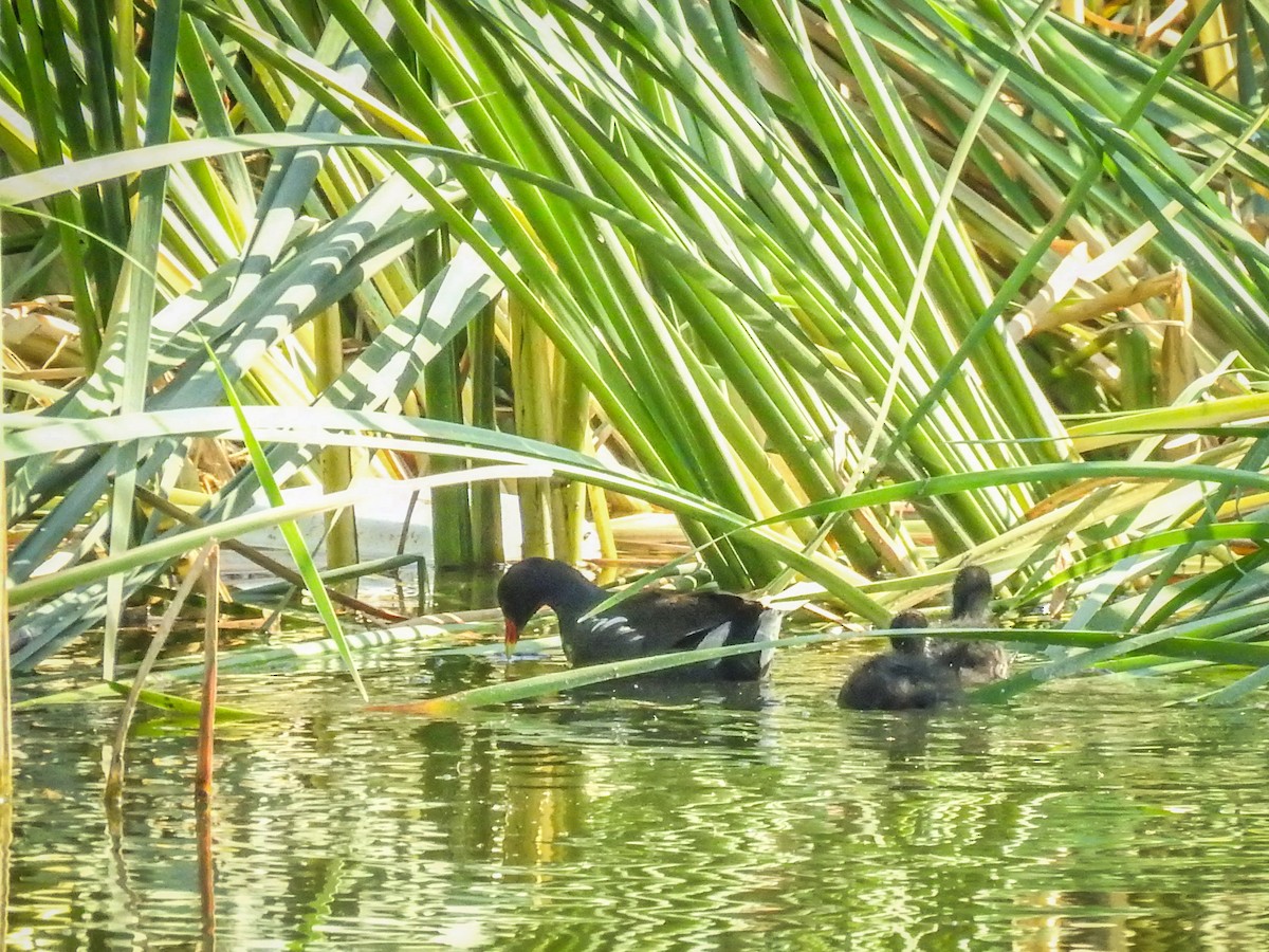 Common Gallinule - Sergio Castañeda Ramos