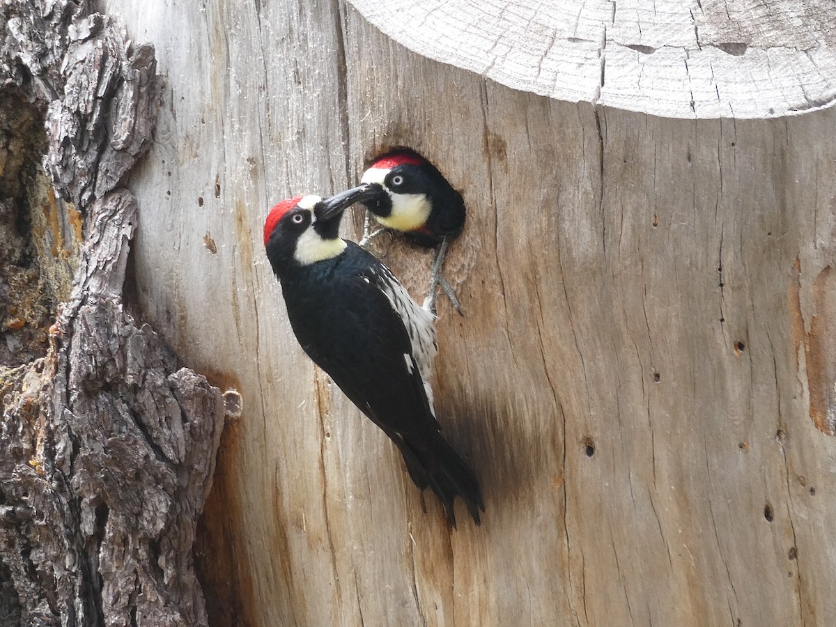 Acorn Woodpecker - Anonymous